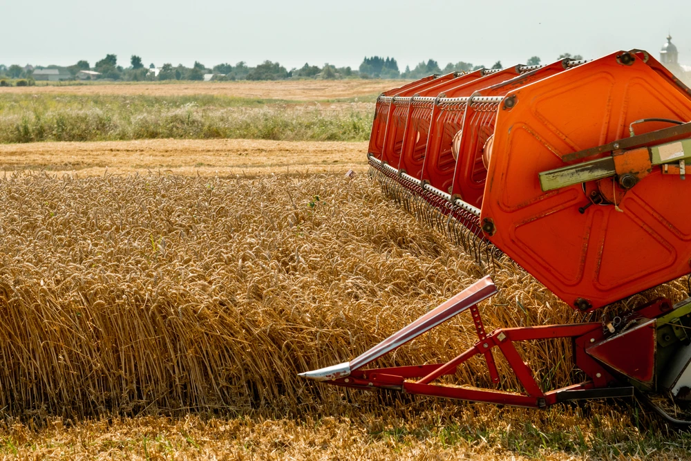 Wheat has recovered from near 3-month low (Shutterstock)