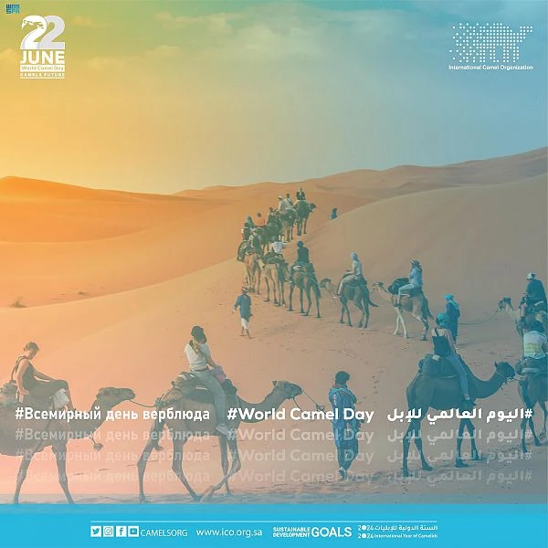 Camels on the global stage as Saudi Arabia celebrates a national symbol