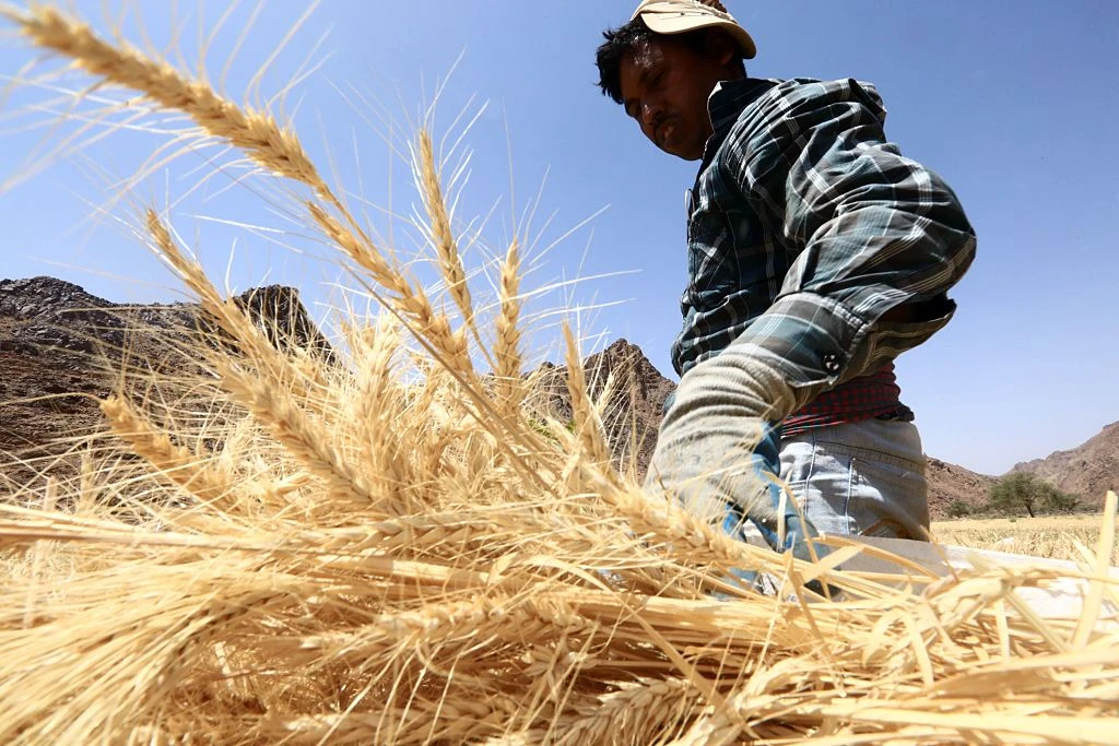 Saudi Grains Organization finalizes tenders to import 495K tons of wheat