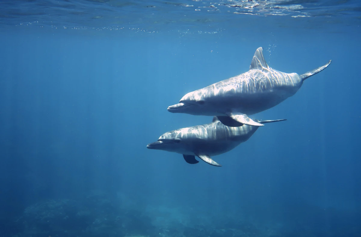 The Red Sea Development Co.’s study reveals diversity of habitats as it calls for responsible tourism