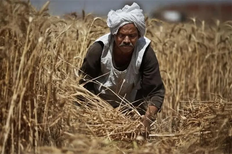 The World Bank has agreed to provide Egypt with $500 million in development funds to boost food security.