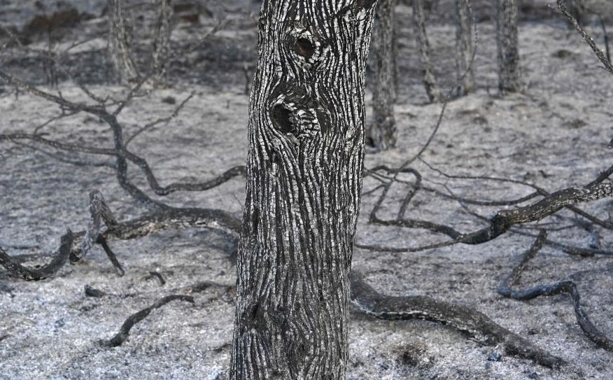 A burnt tree following a wildfire near Burgos, Spain, July 25, 2022. (AFP)
