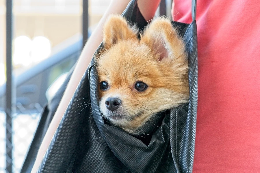 Posh paws: UAE pet shop launches $10,000 diamond dog collars