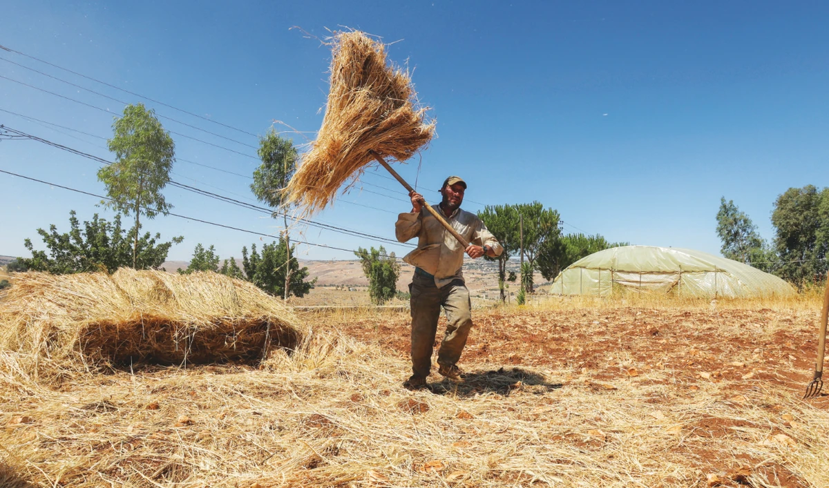 A farmer collects wheat in field at Houla village in southern Lebanon. (Reuters)