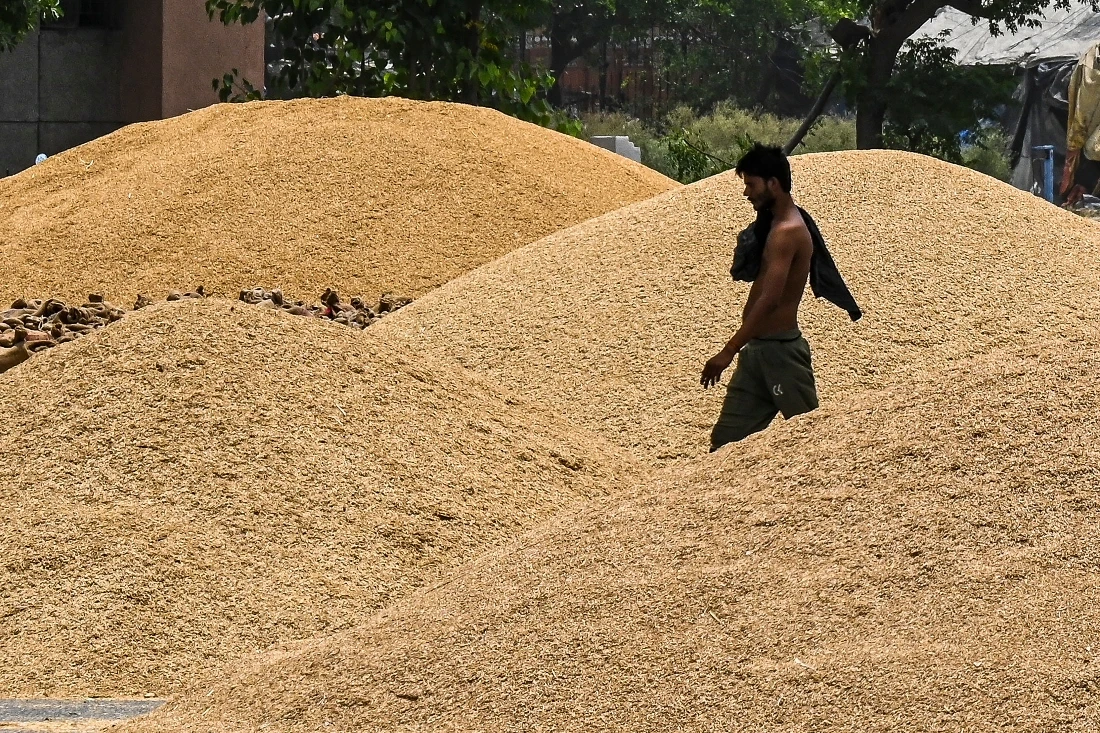 In a surprise move in May, India prohibited grain exports citing domestic security risks, as a scorching heatwave curtailed output. (FILE/AFP)