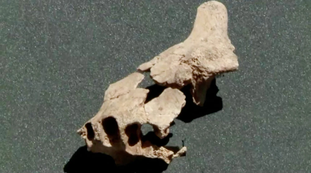 Ancient jawbone could give glimpse of Europe’s earliest humans