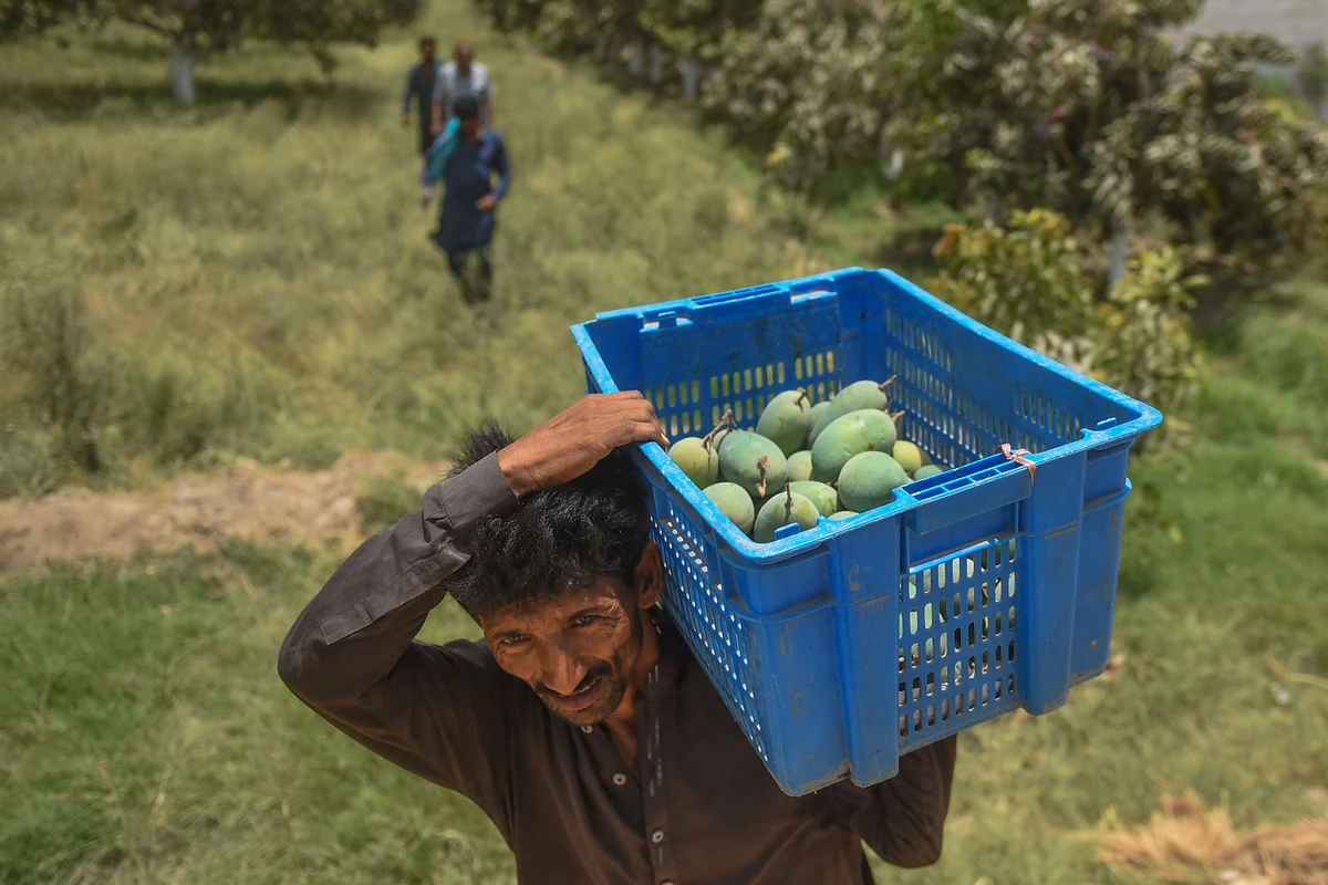 The country’s most treasured variety is the golden-yellow Sindhri, known for its rich flavour and juicy pulp. (AFP)