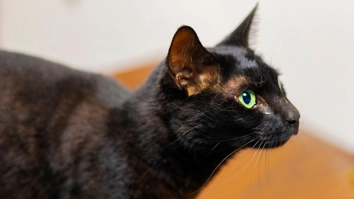 Cat on the lam: Pet caught after weeks on the run at airport