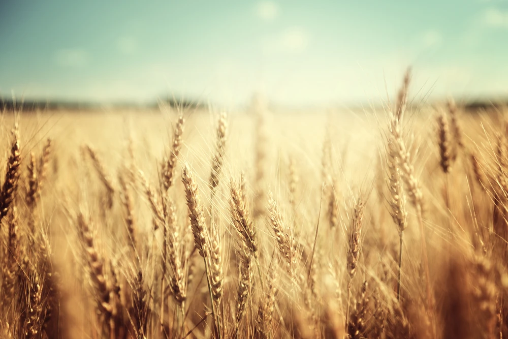 Commodities Update — Gold rises; Wheat recovers from 5-month low; Copper climbs