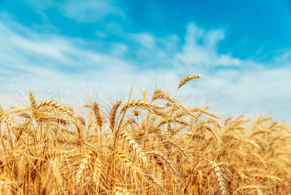 Saudi Grains Organization pays $21m to local farmers