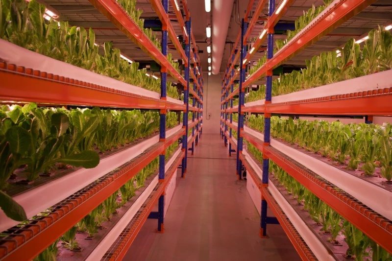 Emirates Flight Catering and Crop One Holdings have officially opened what they describe as the largest vertical farm in the world. (Supplied)