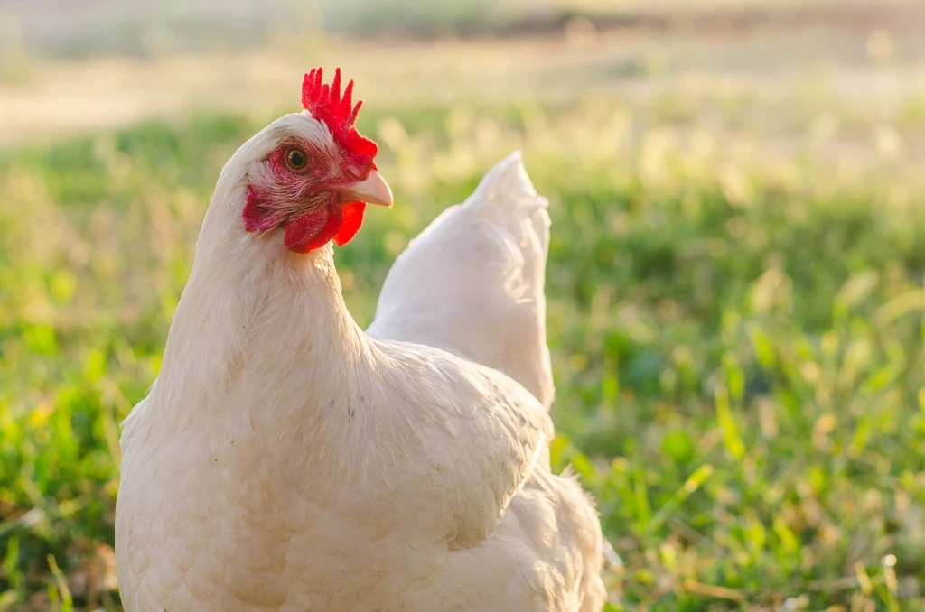 Chicken hitches ride, ends up in Vermont’s largest city