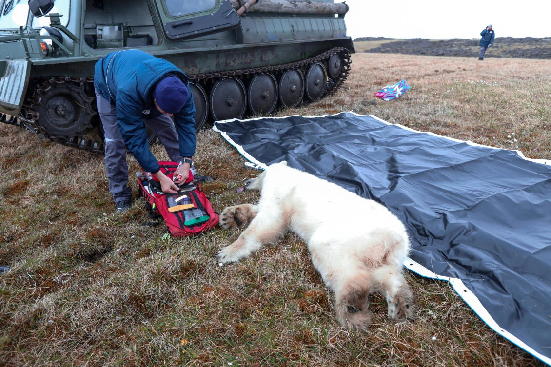 Polar bear rescued in Russia after getting tongue stuck in milk can
