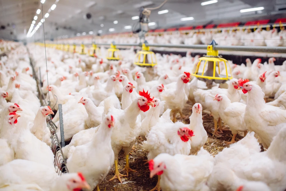 Saudi Arabia plans $5bn investment to become self-sufficient in poultry meat production