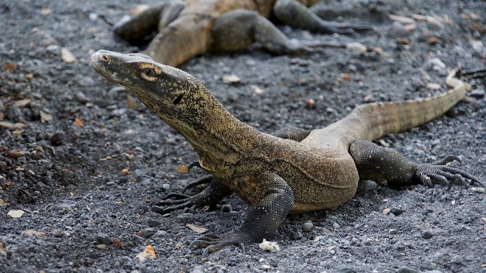 The new price includes “conservation fees,” officials said, and will allow tourists to visit the park as often as they like over a 12-month period while also contributing to local government’s efforts to maintain the dragons’ ecosystem.