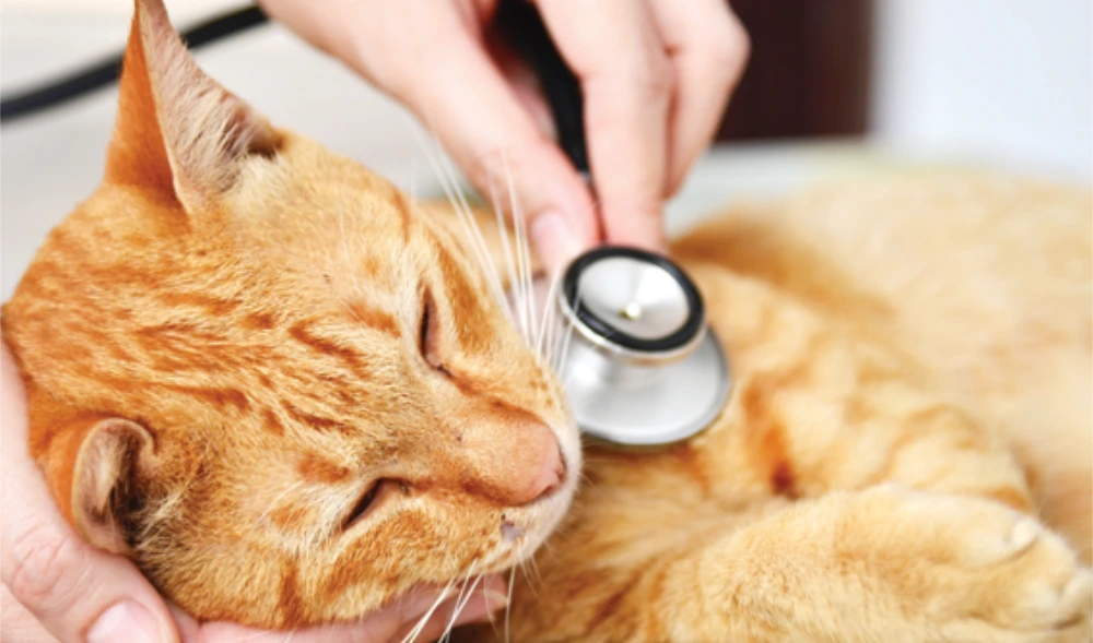 Review: Al-Hamra Pet Care Clinic