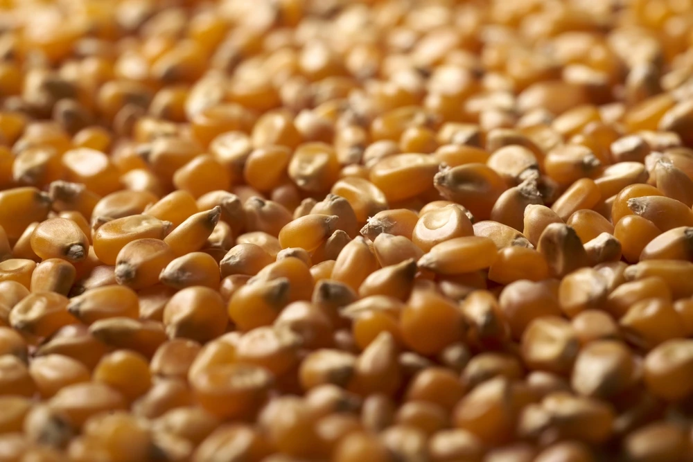Commodities Update — Gold edges up; Corn at one-week high; Copper rises on supply risk