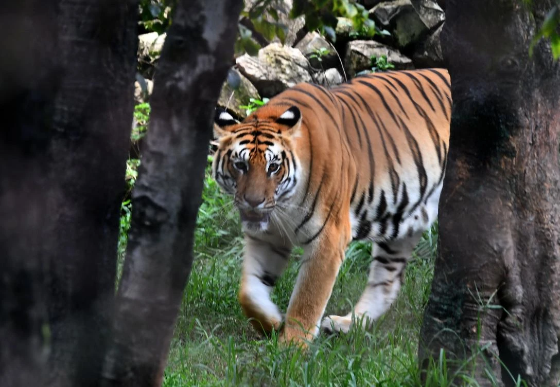 Fifth endangered Bengal tiger born in Cuban zoo