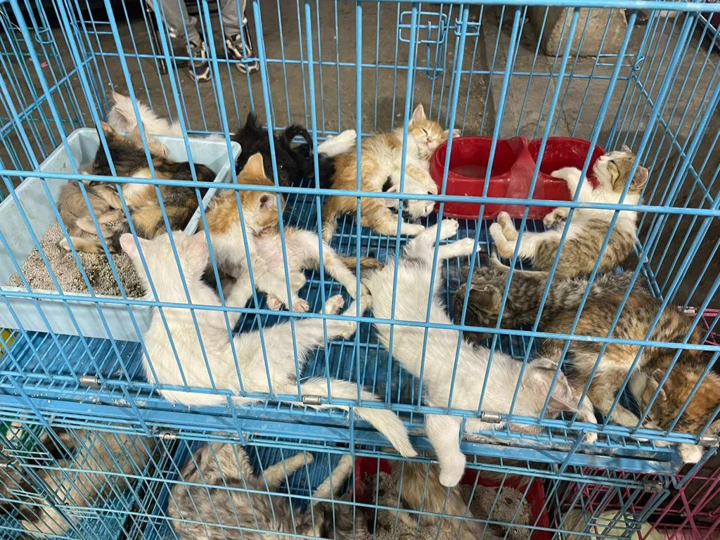 Why prevention of animal abuse and neglect is gaining urgency in Saudi Arabia