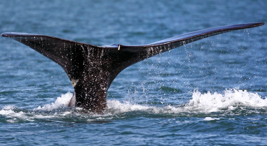 A North Atlantic right whale breaches off the coast of Plymouth, Mass., U.S., Mar. 28, 2018. (AP Photo)