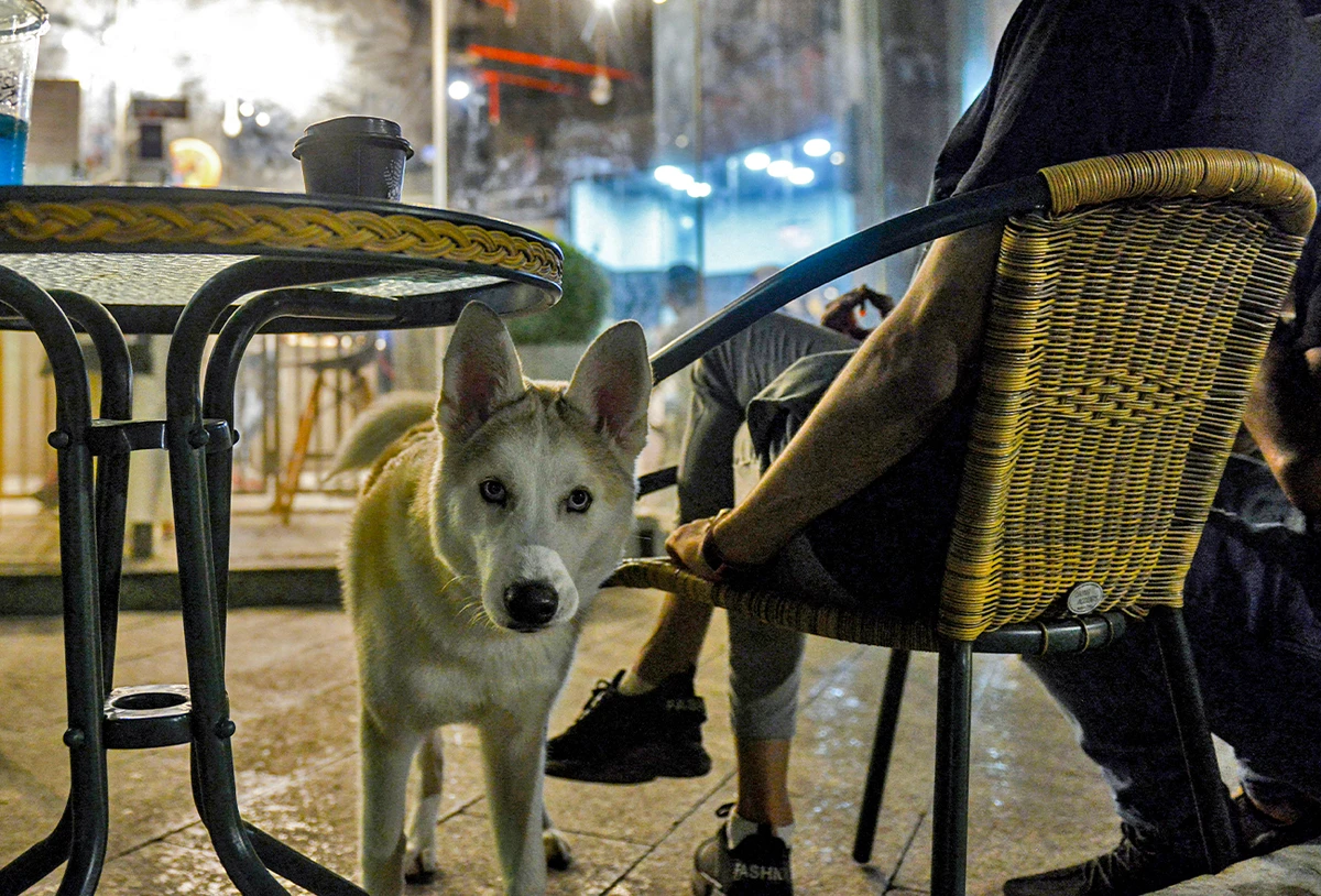 A dog looks on while standing next to a seated man at a cafe in Saudi Arabia's eastern Gulf city of Khobar on September 25, 2020. (AFP/File)