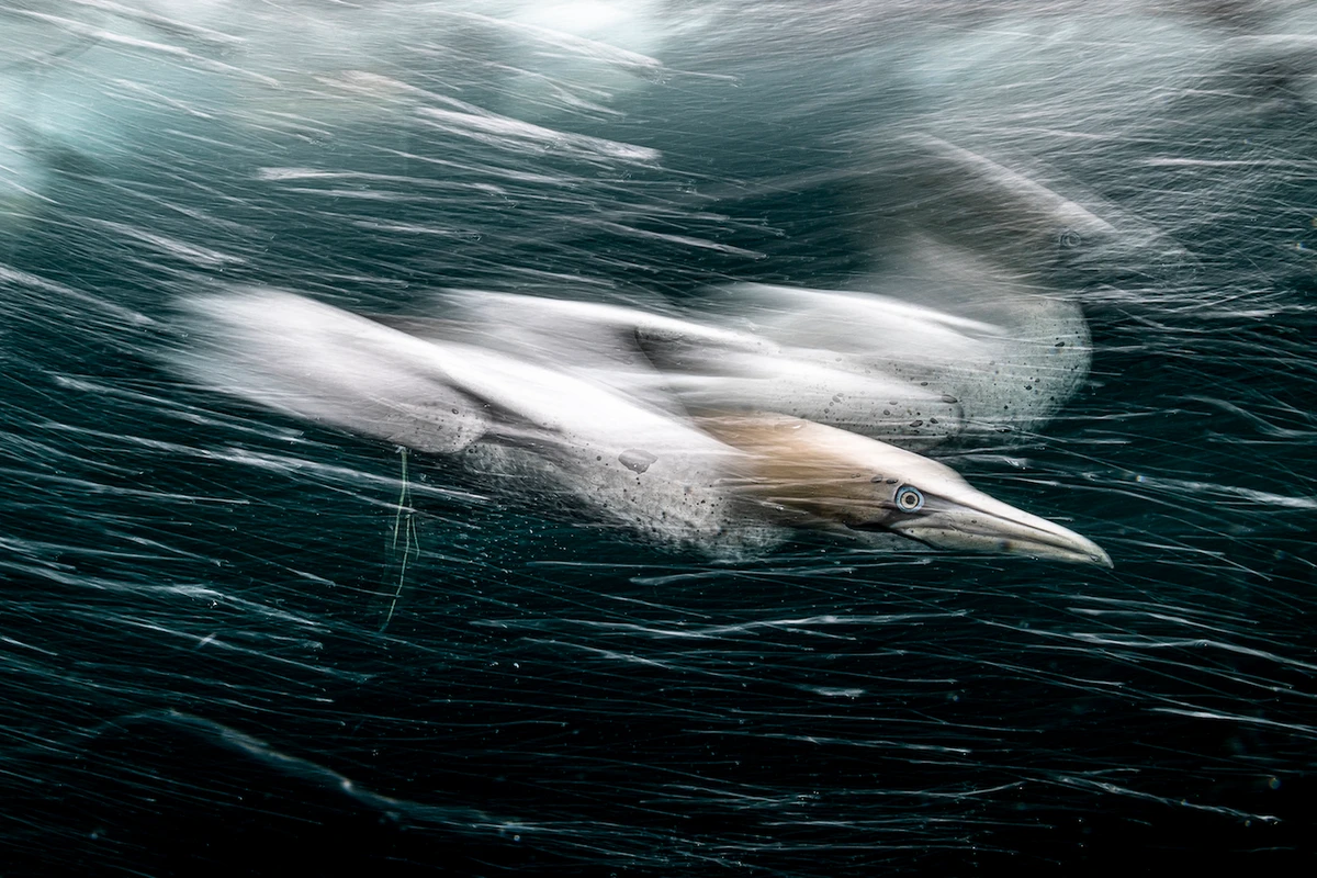 ‘Gannet Storm,’ Henley Spiers. (Supplied)