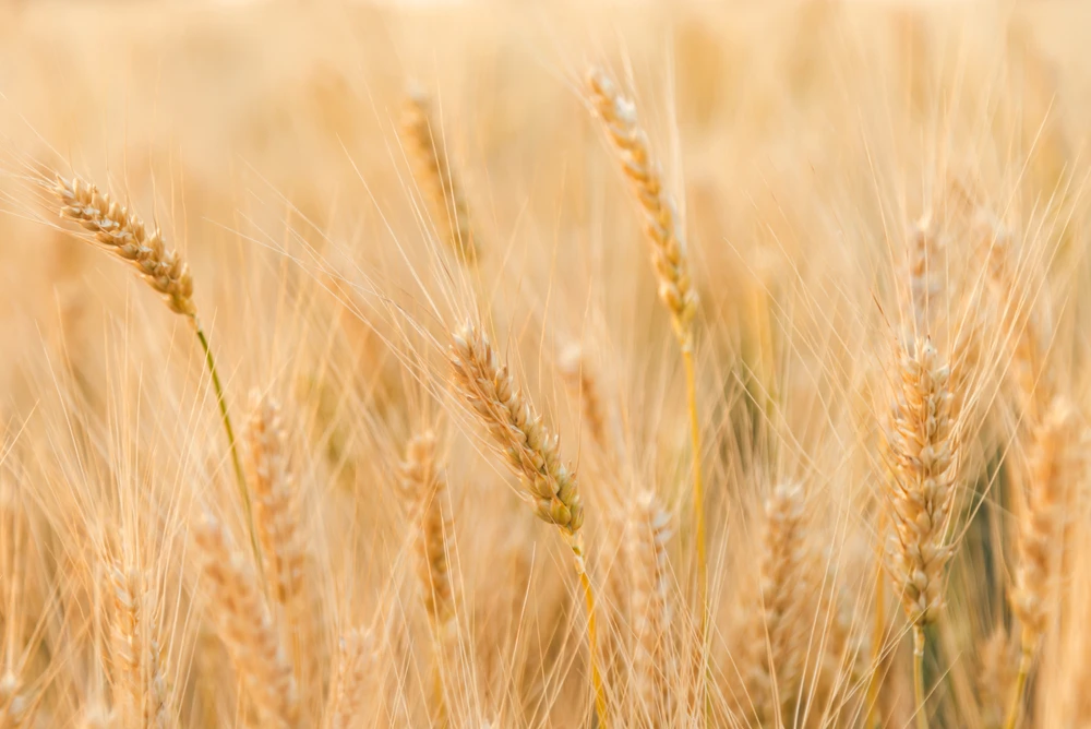 Saudi Grains Organization pays $24m to local farmers