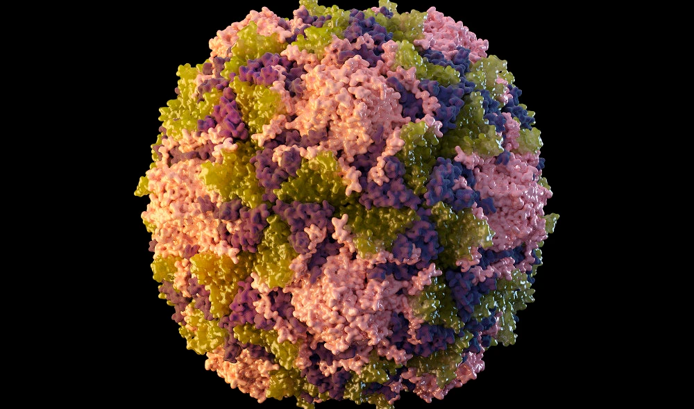 This 2014 illustration made available by the U.S. Centers for Disease Control and Prevention depicts a polio virus particle. (AP)