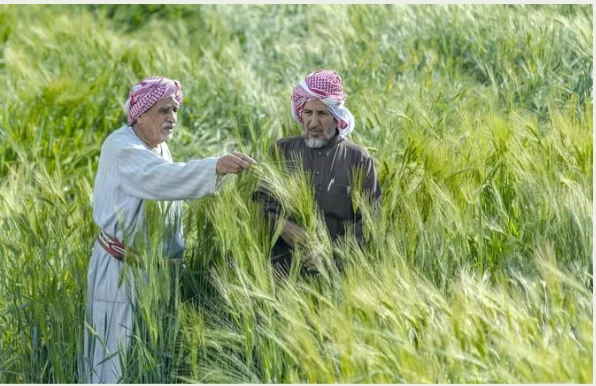 KSA’s drive to localize livestock sector successfully underway: Top official