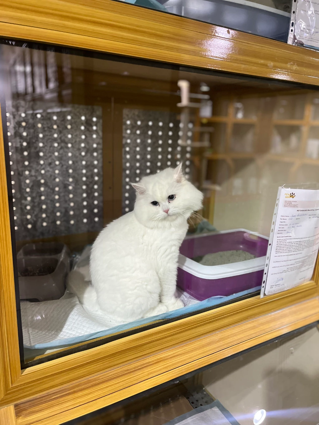 The unique thing about the cat hotel is that every cat is examined daily by a veterinarian on the premises. Each cat owner has to fill out a detailed form including information about contacts, preferences and health. (Supplied)