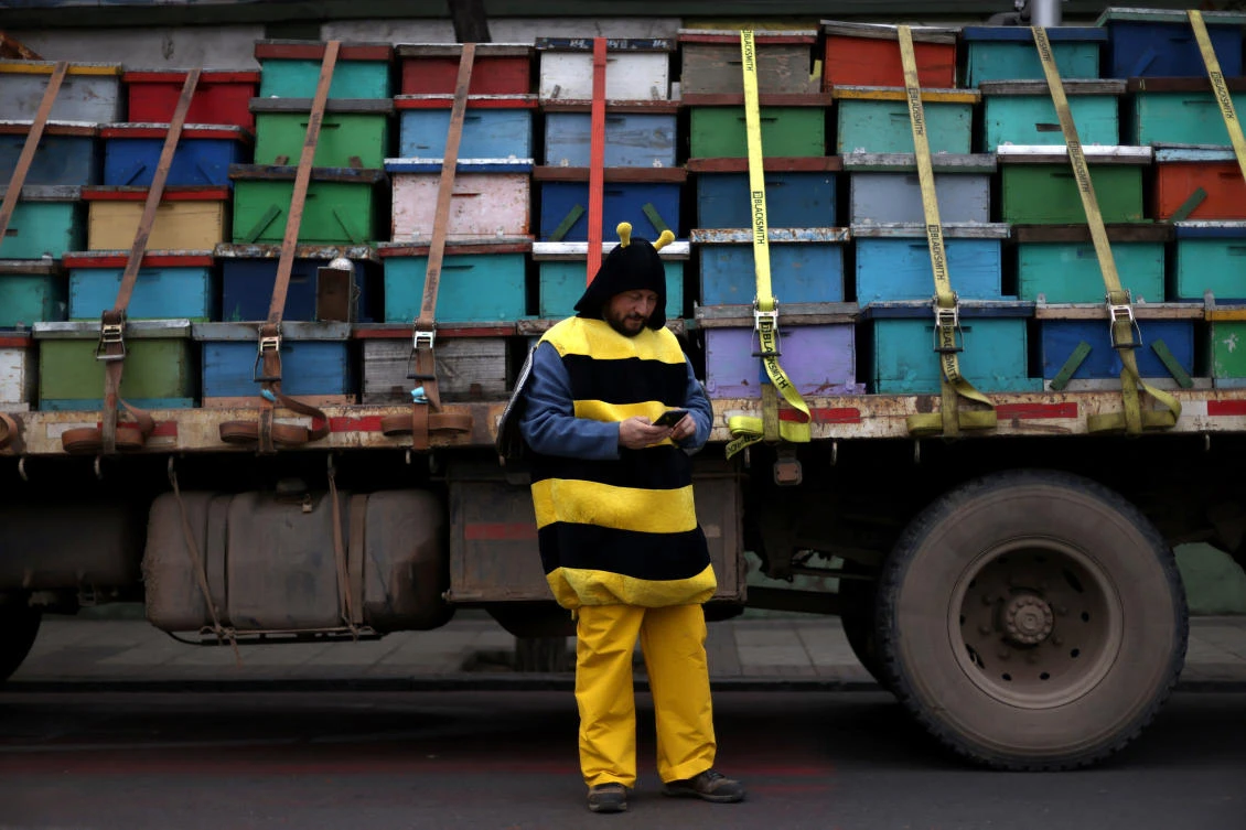 Climate change causes wonky bumblebee wings: scientists