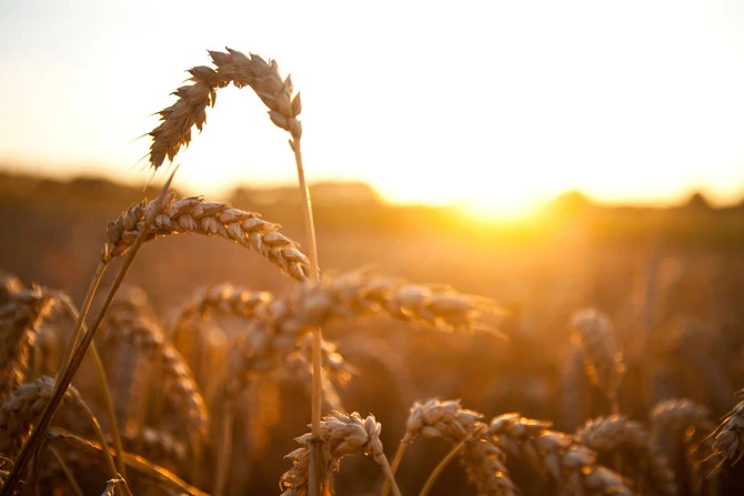 Commodities Update — Gold down; Wheat rebounds; UN says Russian food, fertilizers must get to the market