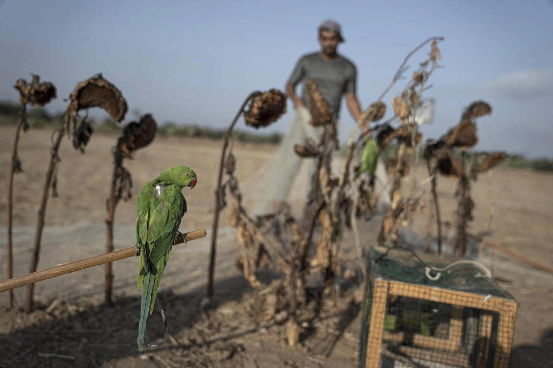 A parakeet is tied to a stick by a Palestinian youth as a trap to attract birds of its kind in Khan Younis, south of Gaza Strip. (AP)