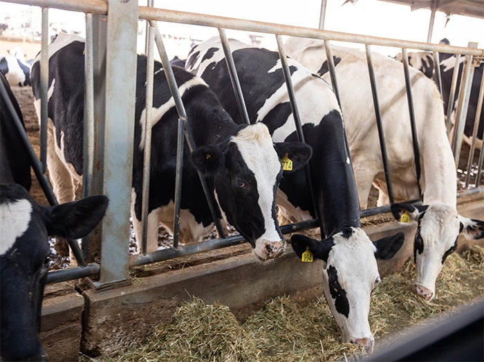 Al Ain Farms was first dairy company in the UAE, founded in 1981 (Al Ain Farms)