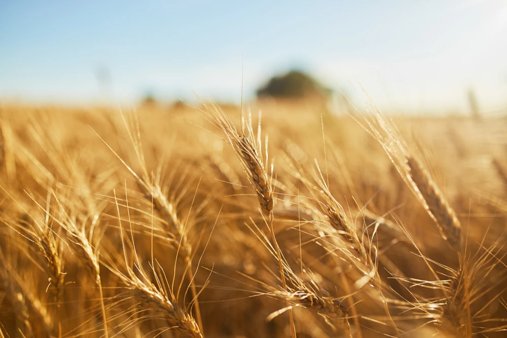 Saudi Grains Organization buys 31k tons of wheat for $15m from local farmers