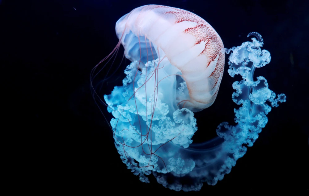 A jellyfish swims in a giant spherical tank at the World of Jellyfish aquarium in Prague, Czech Republic, February 3, 2020. (REUTERS)