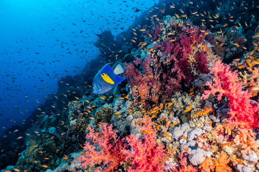 Scuba diving