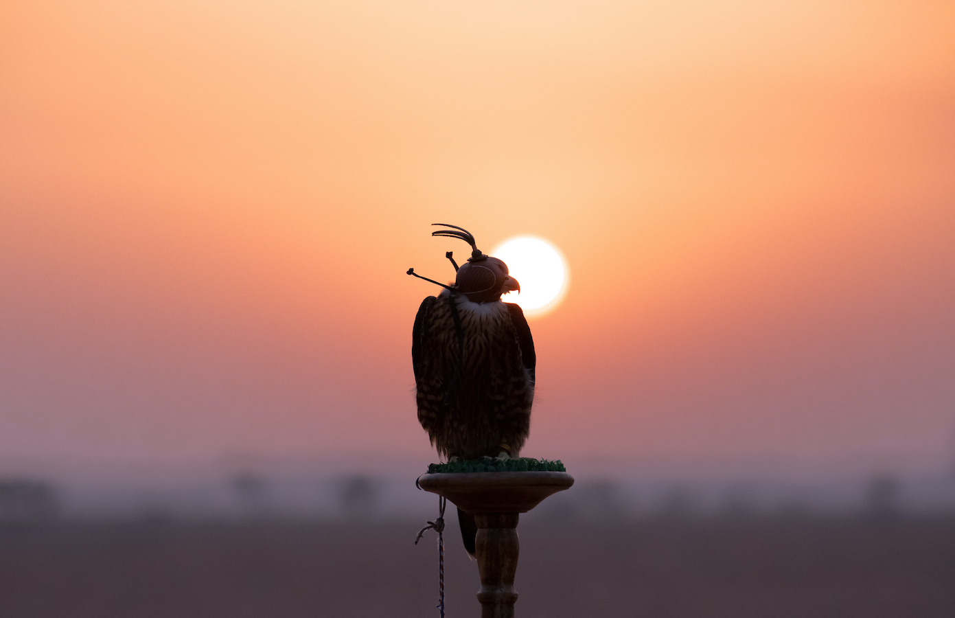 Saker falcon