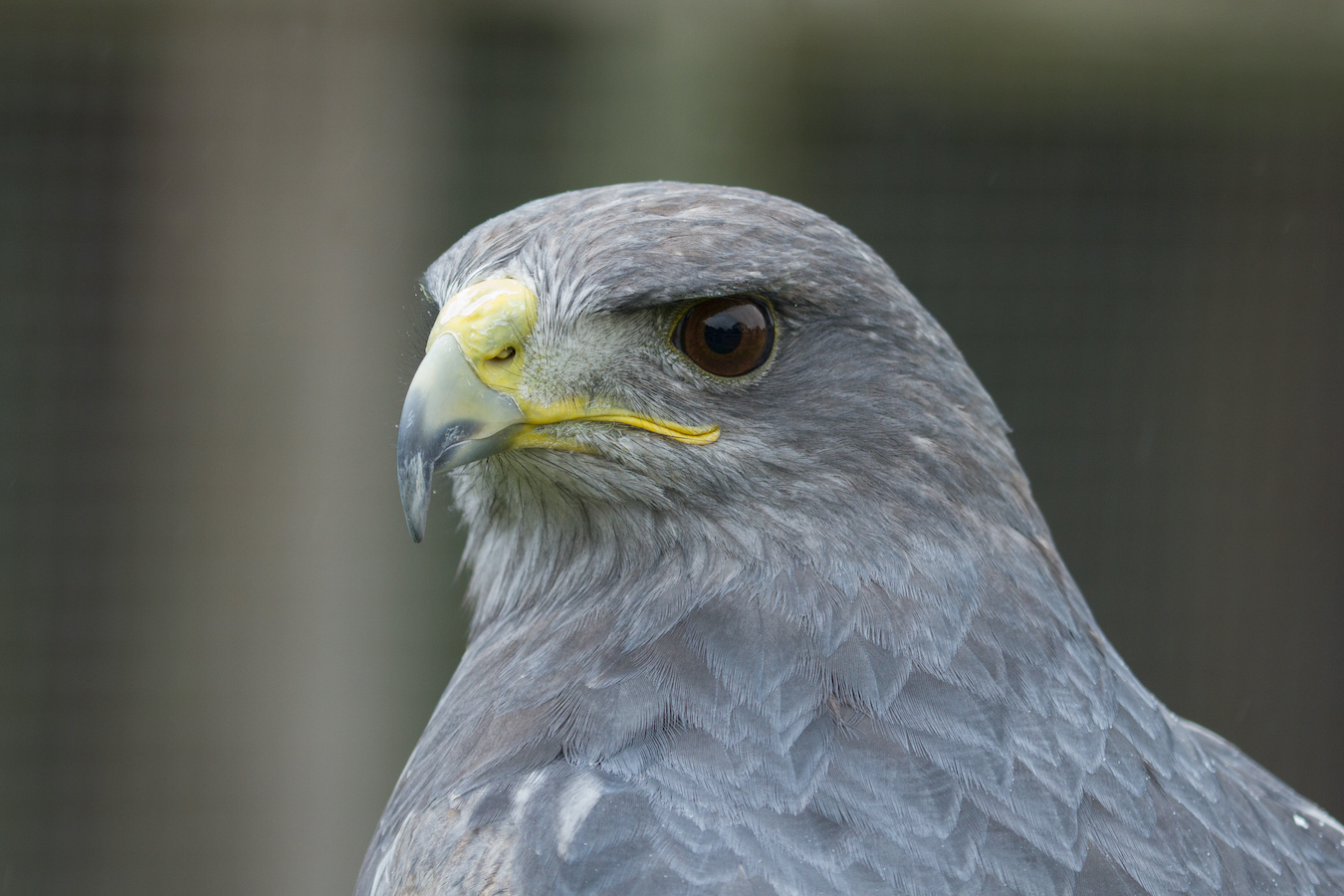 Grey falcon