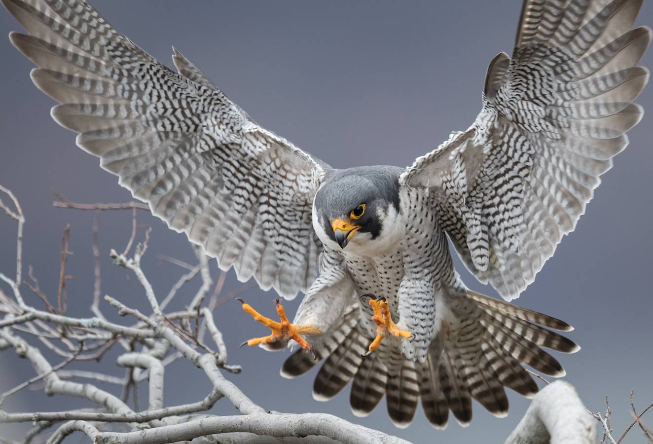 Prairie falcon