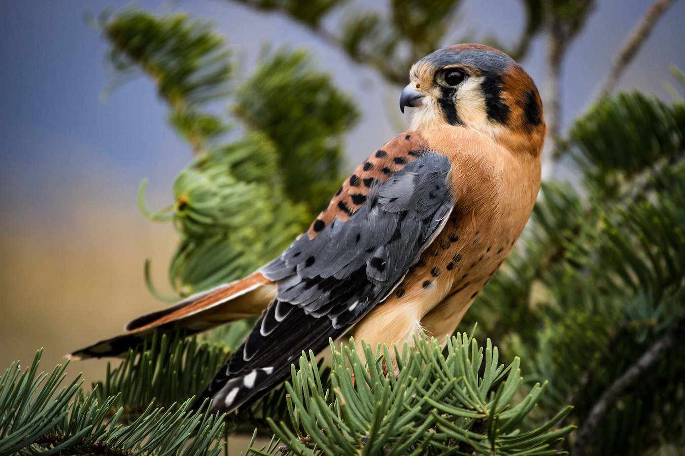 American kestrel
