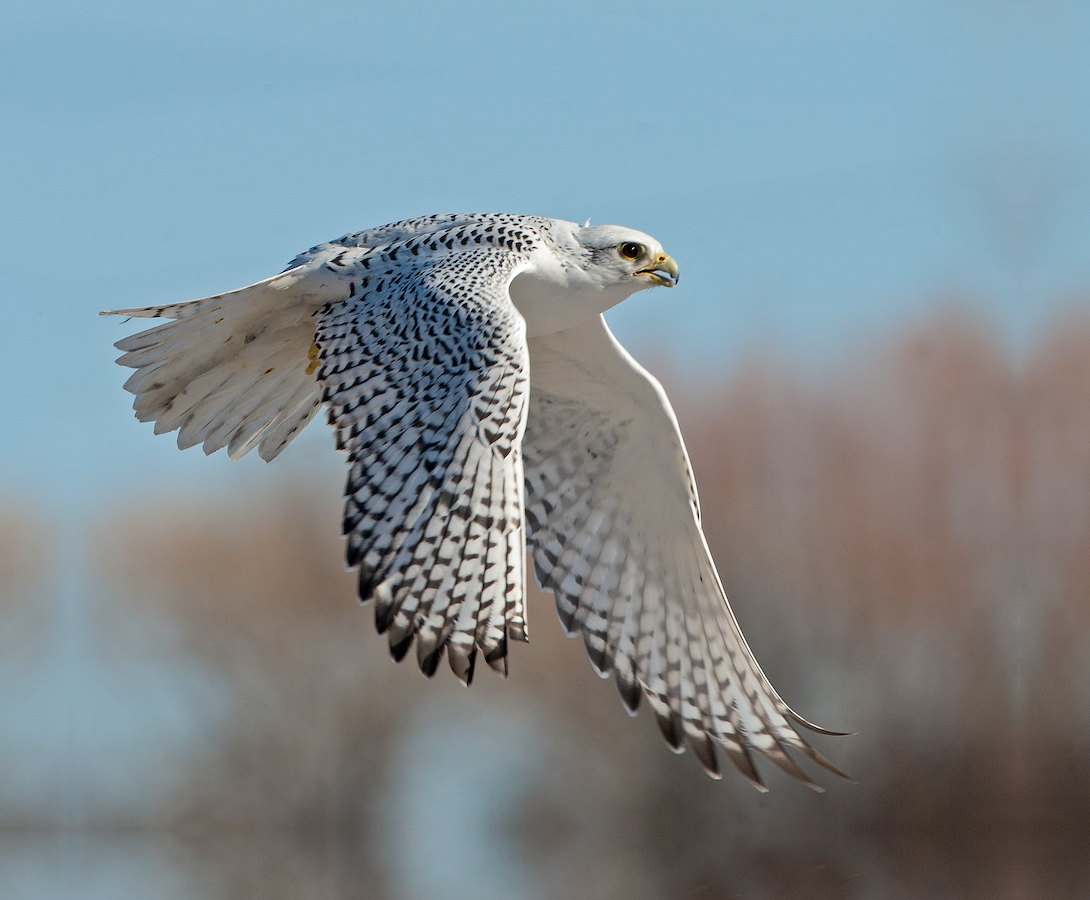 Ghostly gyrfalcon