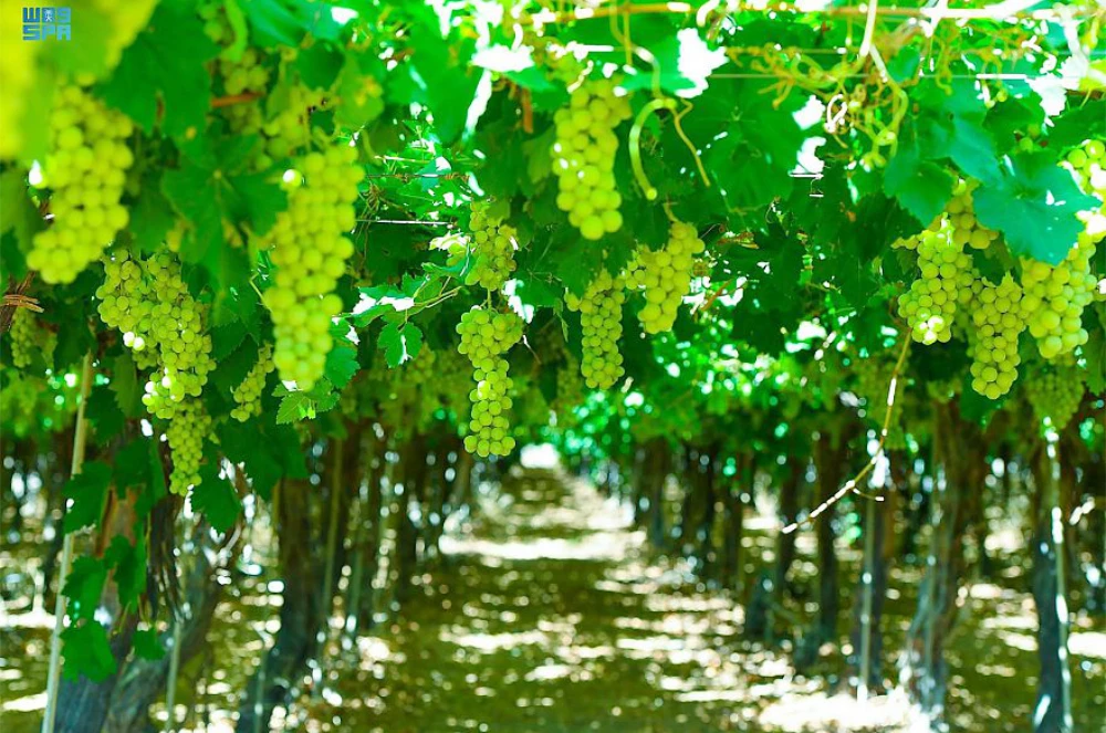 Tabuk tops Kingdom’s grape production list as Saudi ministry supports growers with funding, know-how