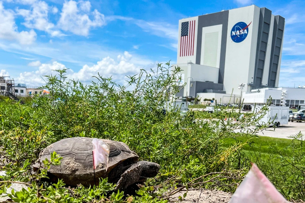 A gopher tortoise walks the grounds of NASA's Kennedy Space Center in Cape Canaveral, Florida, near the Vehicle Assembly Building (rear) on September 3, 2022. (AFP)