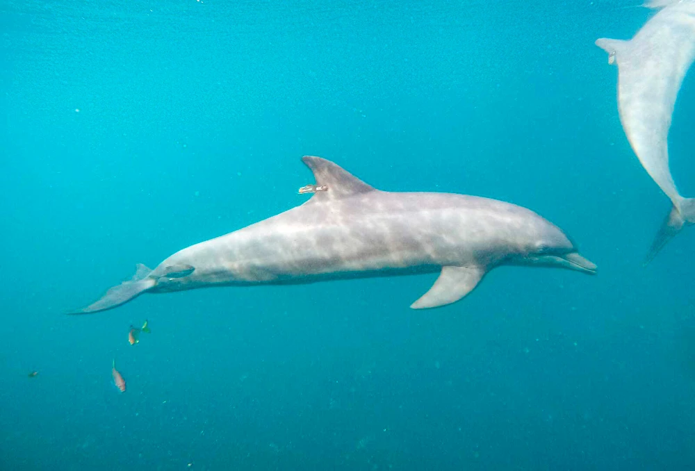 3 rescued dolphins swim free from Indonesia sanctuary