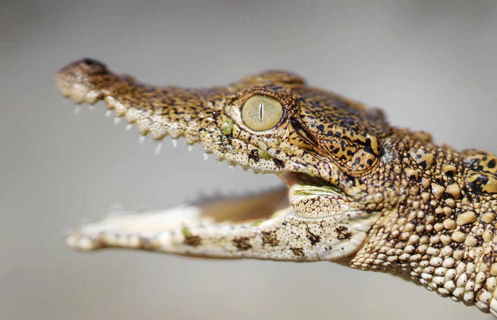 Cuban scientists race to save one of the world’s rarest crocodiles