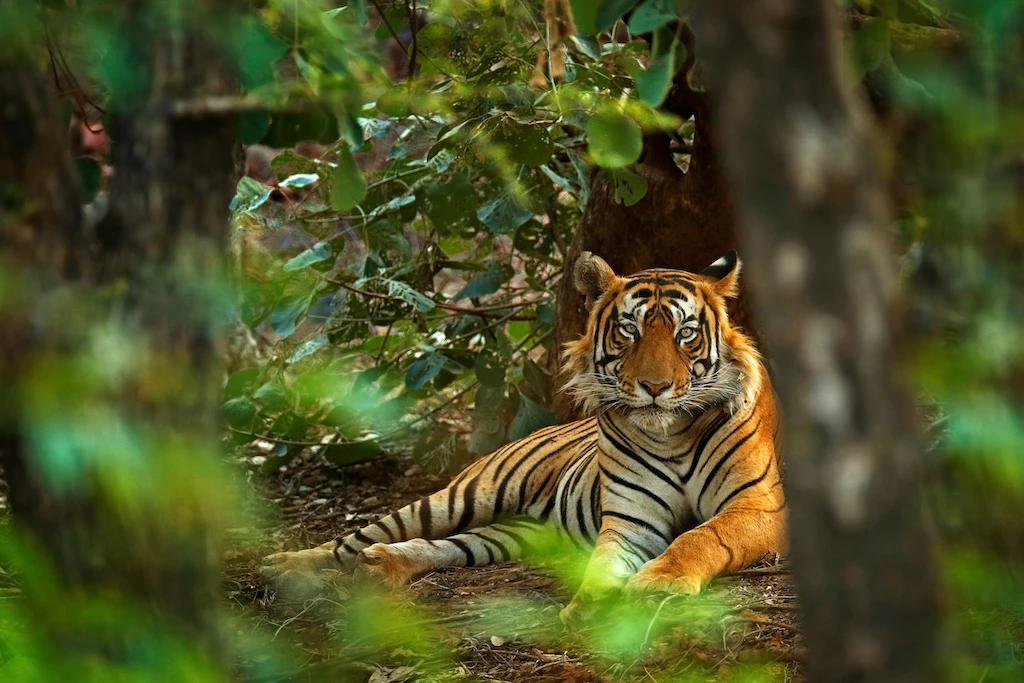 Indian mum fights tiger with bare hands to save son