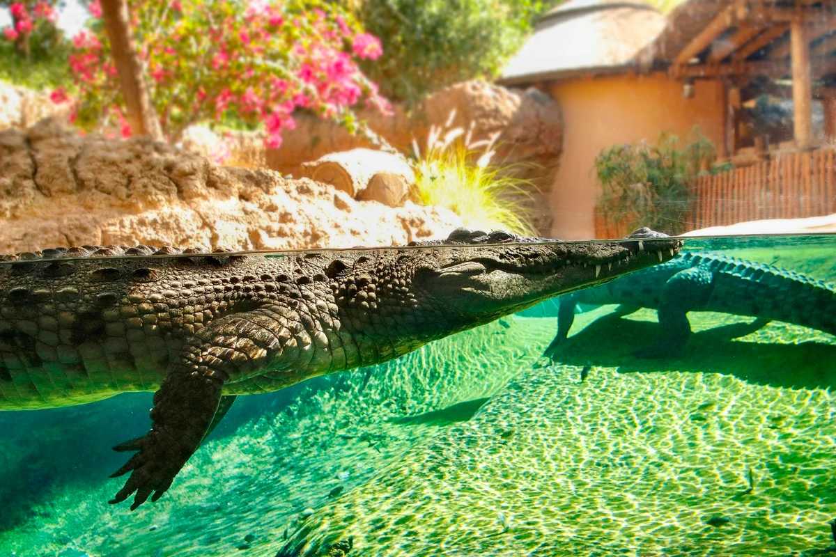 Ages of oldest animals in the care of Al Ain Zoo exceed normal lifespan