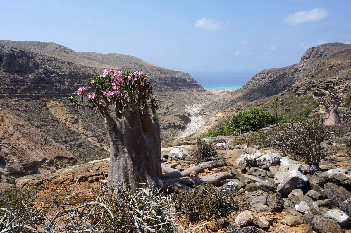 A flowering bottle tree, or desert rose, is pictured on April 13, 2021, in the Hagher Mountains of Socotra, part of the remarkable flora found only the island. (AFP)