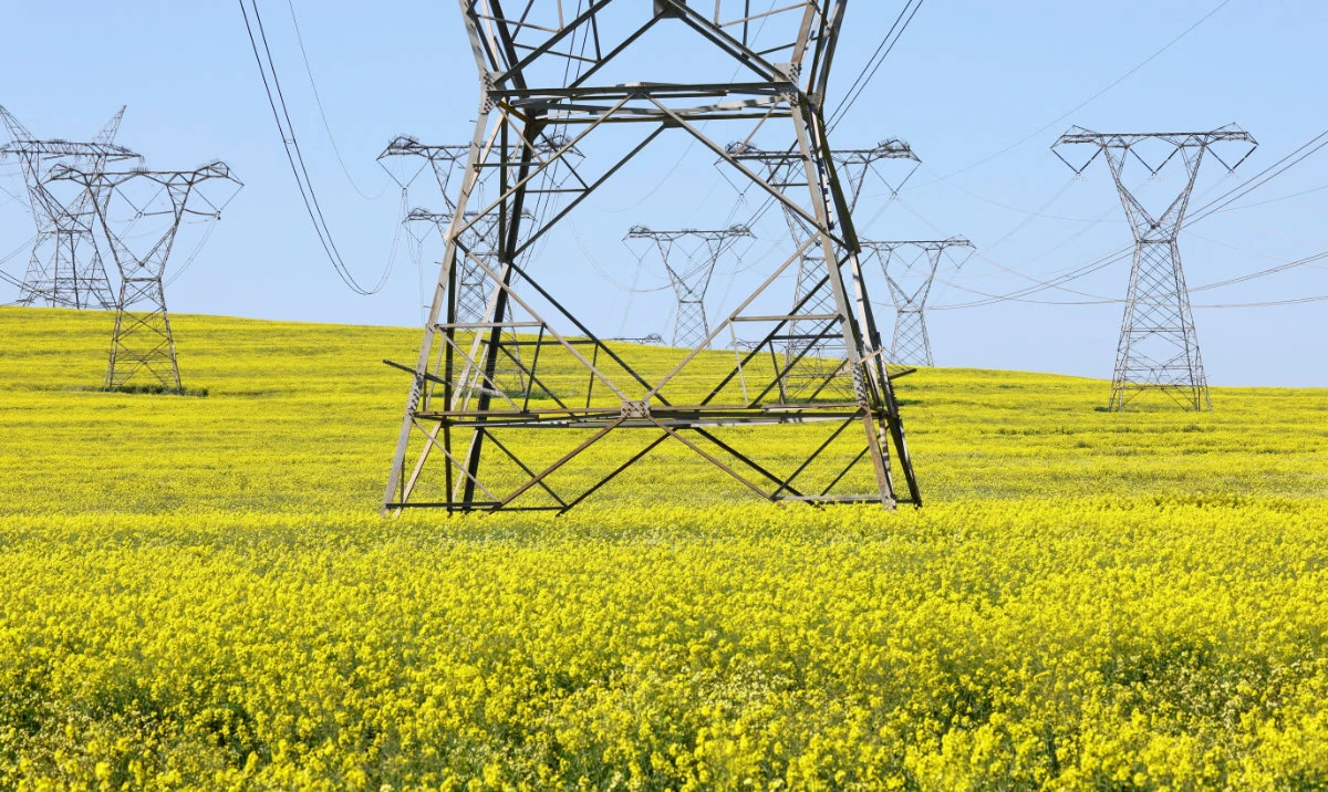 Canola plants blossom in a field beneath electricity pylons, as South African utility Eskom experiences frequent power outages, near Cape Town, South Africa, September 8, 2022. (Reuters)